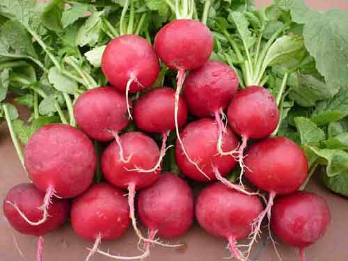 20200708_164938_166593_cu_cai_duong_2-max-1800x1800-1 19-thuc-pham-tot-nhat-giup-tieu-hoa-tot-hon-3