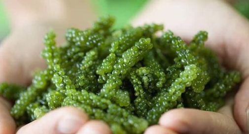 20200711_030745_846494_screenshot_15944368-max-1800x1800-1 Tảo xoắn