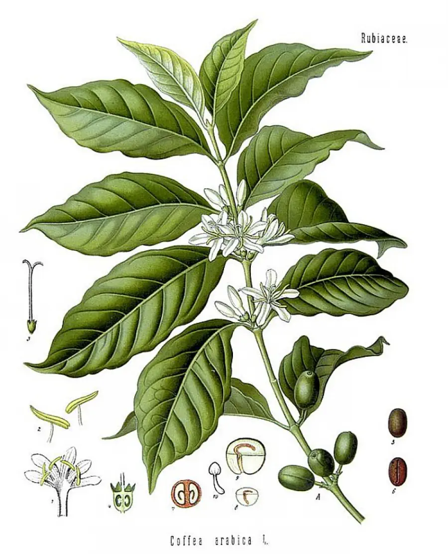 Cây Cà Phê Arabica Và Robusta - Shopbiz