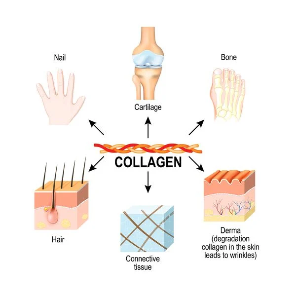 Vai Trò Và Chức Năng Của Collagen Với Sức Khỏe Con Người